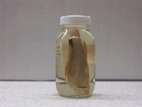日本真鱸藏品圖，第2張